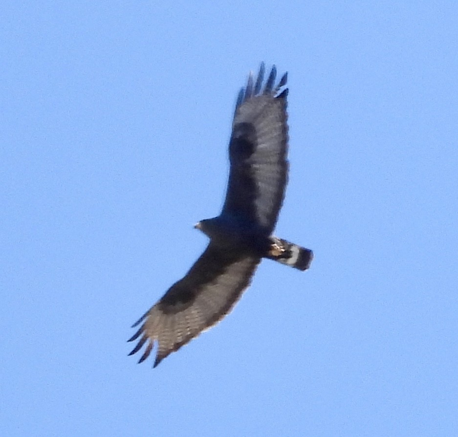 Zone-tailed Hawk - ML620306447