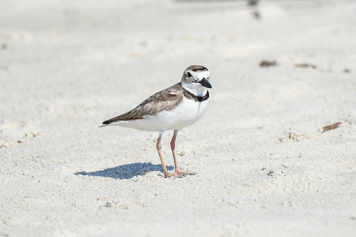 Wilson's Plover - ML620306452