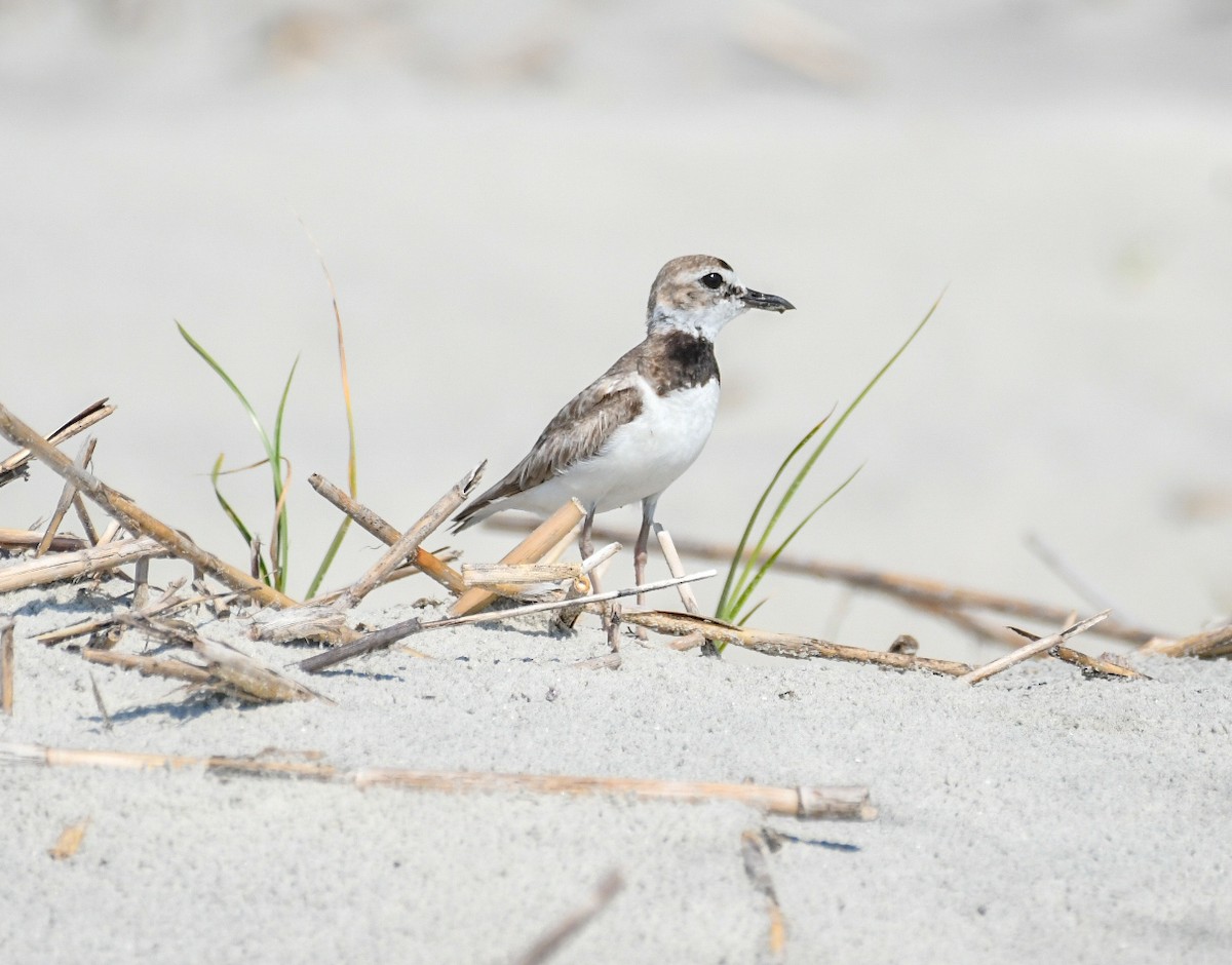 Wilson's Plover - ML620306453