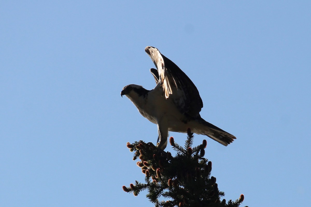 Osprey - ML620306458