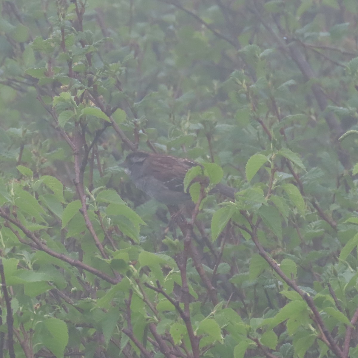 White-throated Sparrow - ML620306475