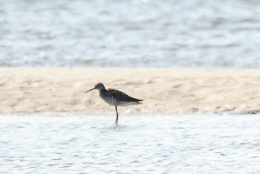 Greater Yellowlegs - ML620306480