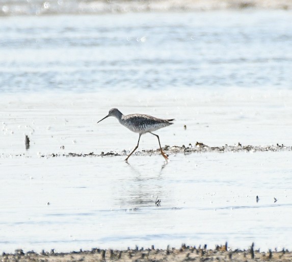 Greater Yellowlegs - ML620306481