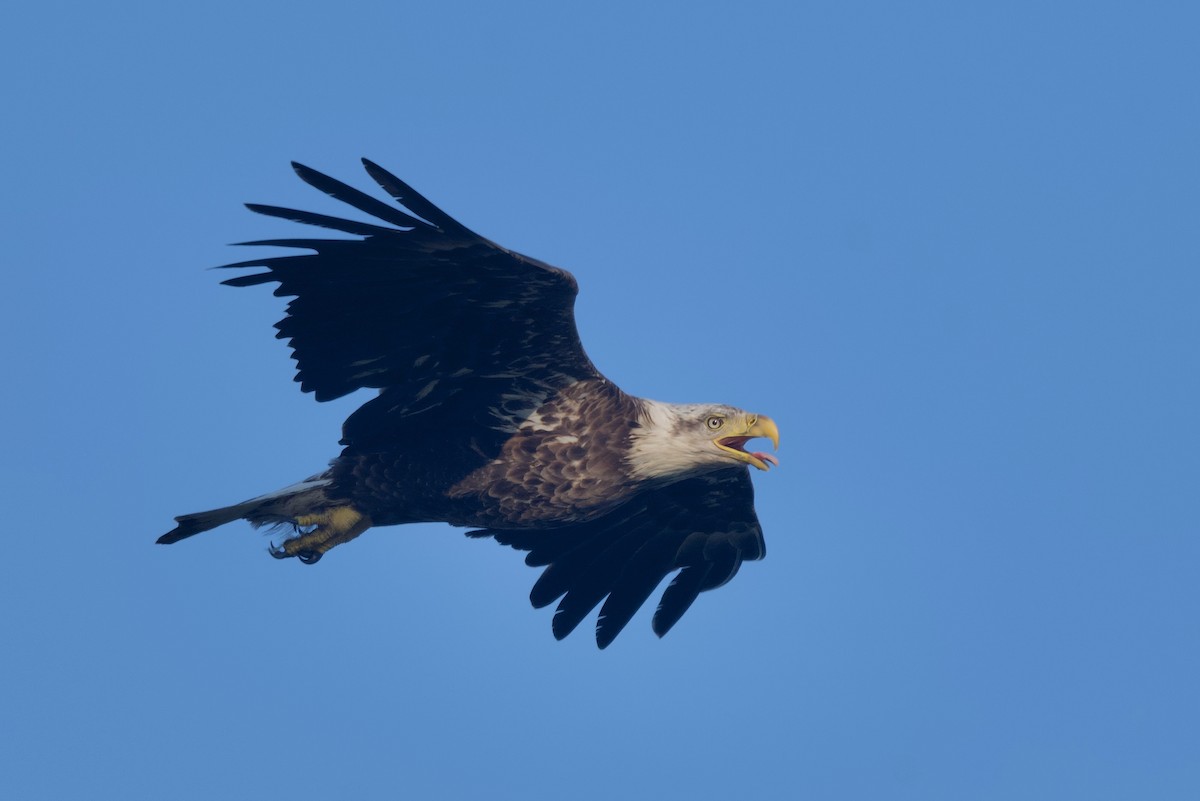 Bald Eagle - ML620306485