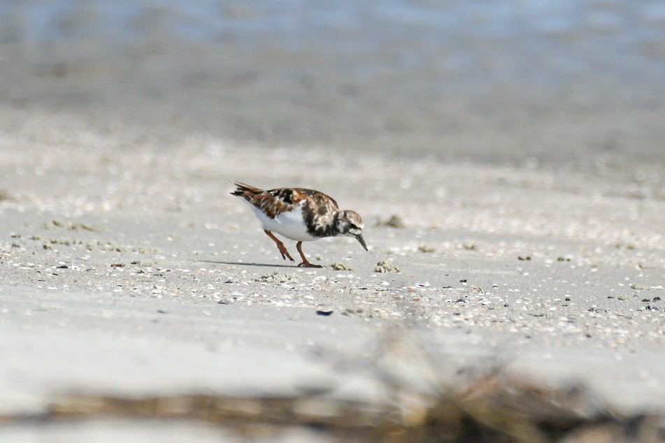 Ruddy Turnstone - ML620306486