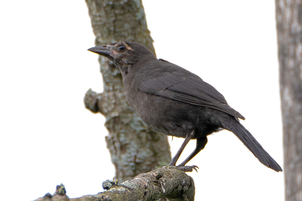 Common Grackle - ML620306487