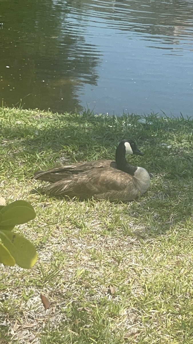 Branta kanadar handia - ML620306489