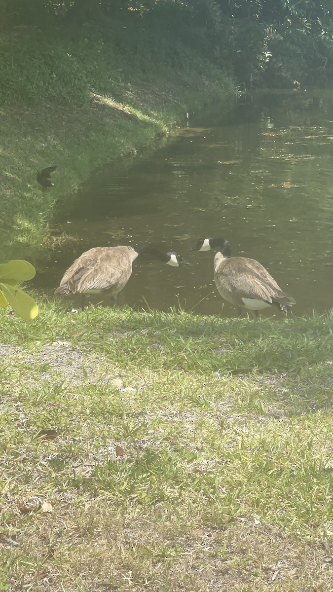 Branta kanadar handia - ML620306490
