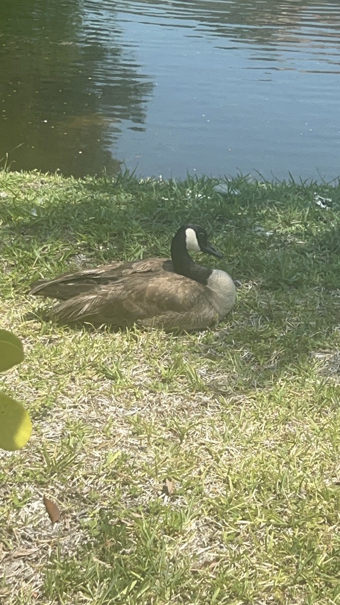 Branta kanadar handia - ML620306492