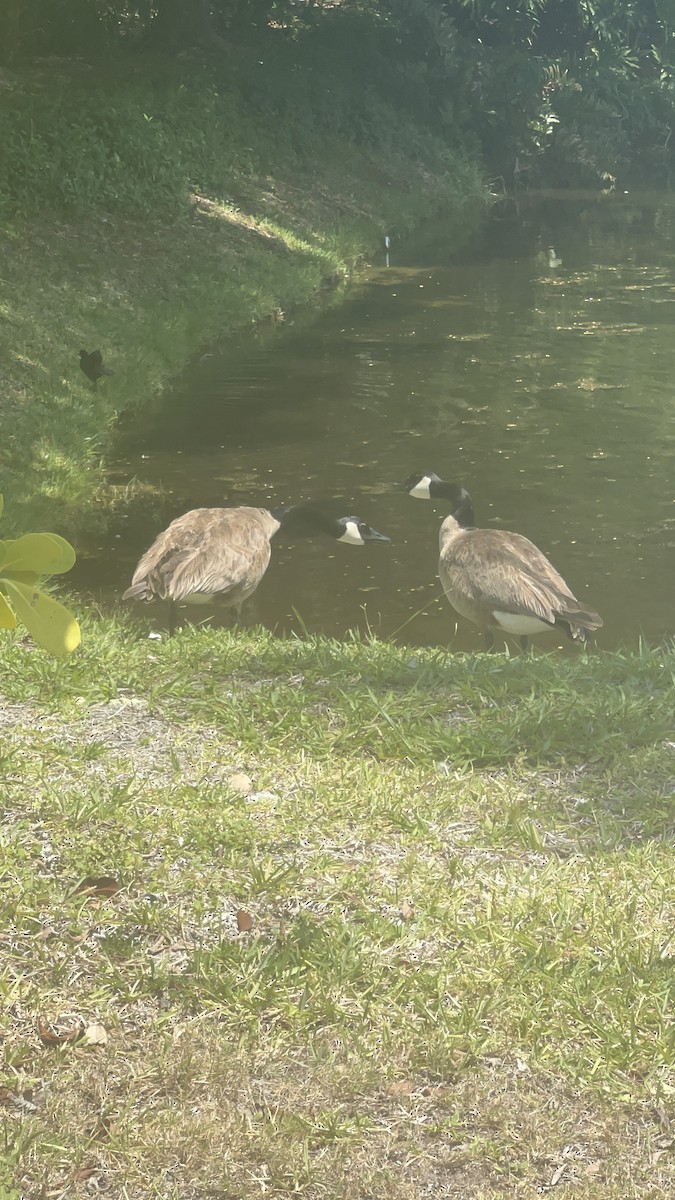 Branta kanadar handia - ML620306494