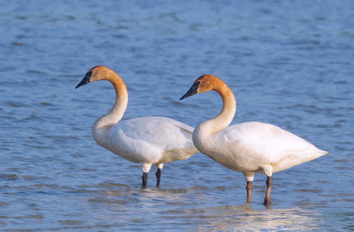 Trumpeter Swan - ML620306503