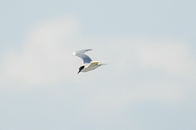 Gull-billed Tern - ML620306509