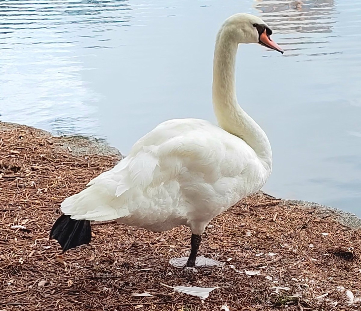 Mute Swan - ML620306511