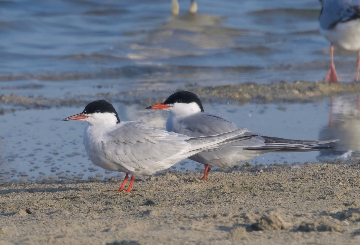 Common Tern - ML620306513