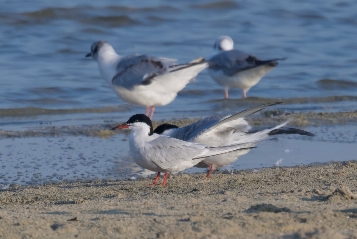 Common Tern - ML620306514