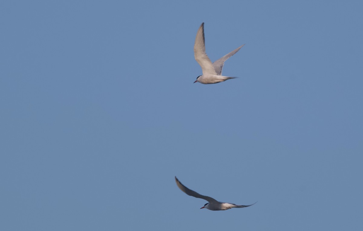 Common Tern - ML620306520