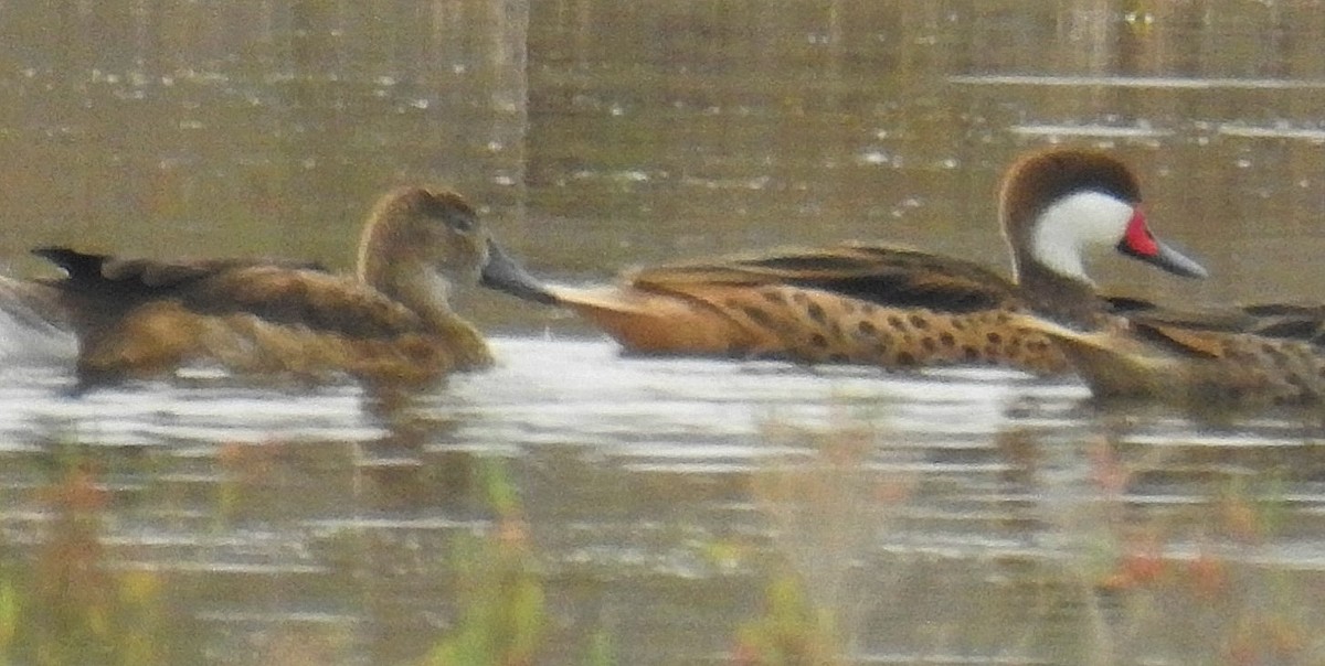 Rosy-billed Pochard - ML620306527