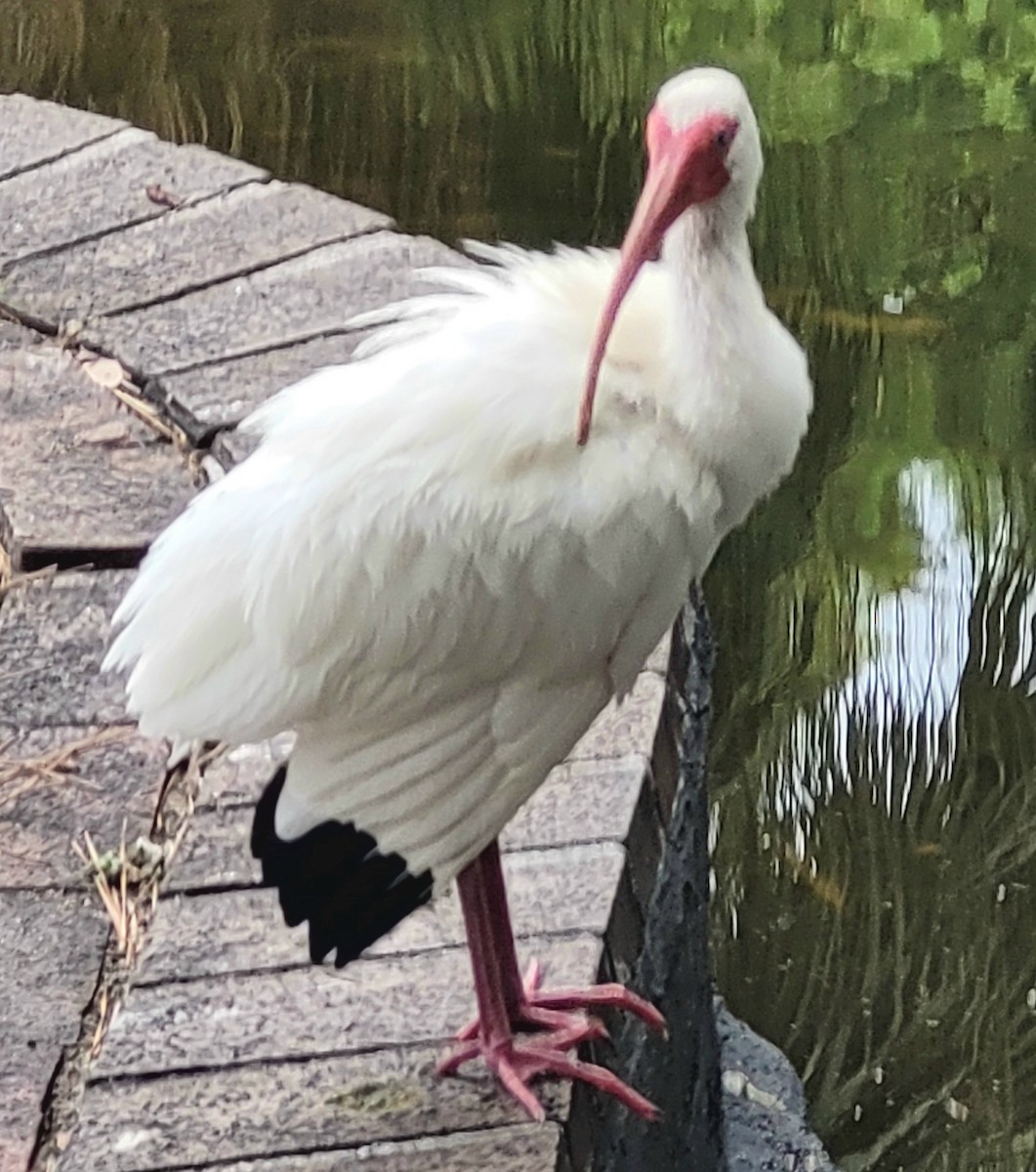 ibis bílý - ML620306529