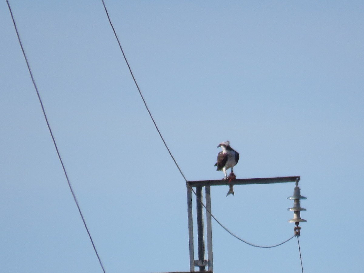 Águila Pescadora - ML620306532