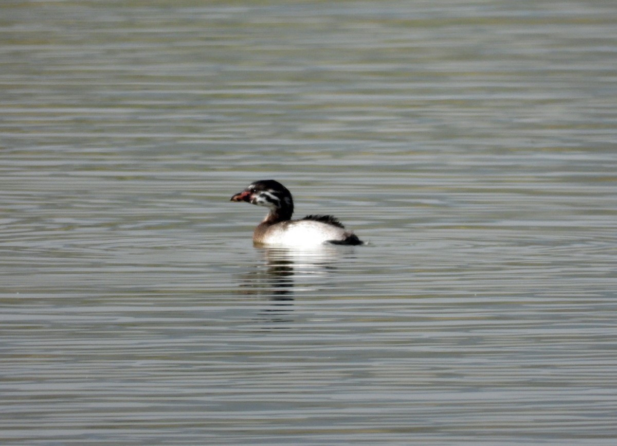 Pied-billed Grebe - ML620306533