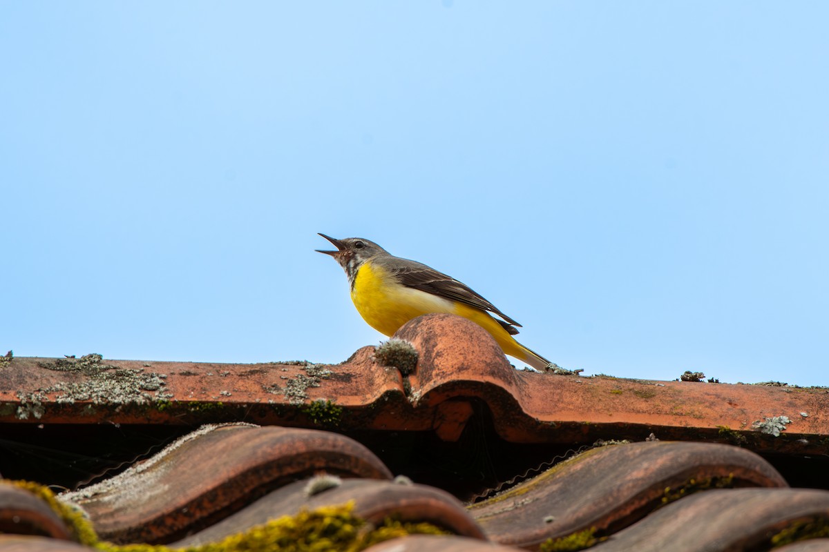 Gray Wagtail - ML620306537