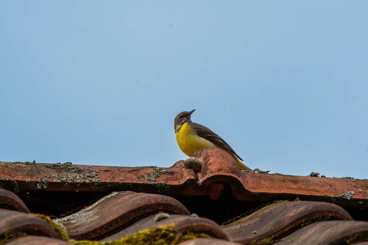 Gray Wagtail - ML620306538