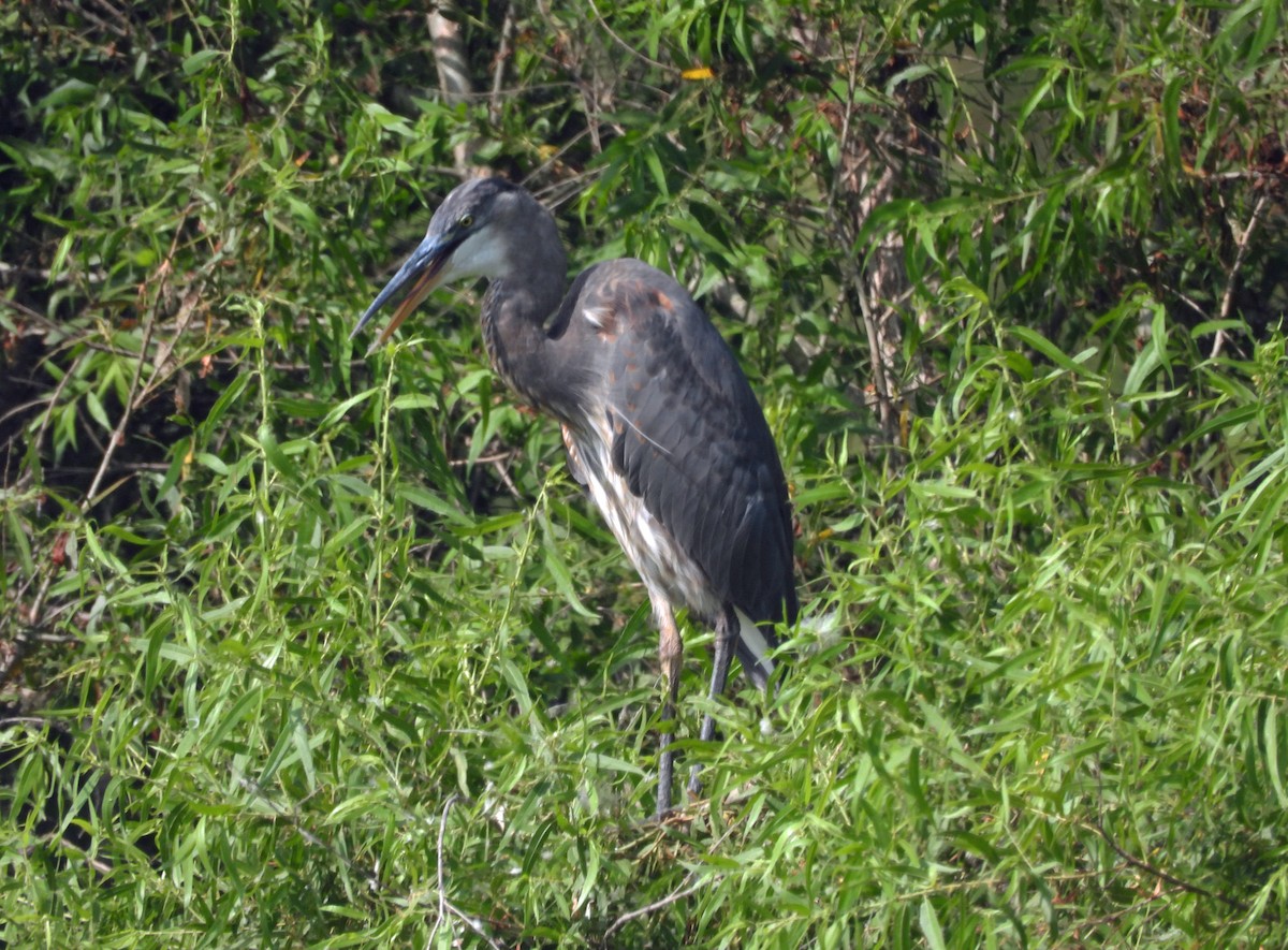 Great Blue Heron - ML620306543