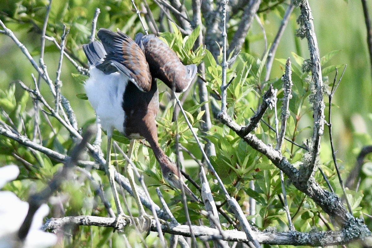 Tricolored Heron - ML620306565