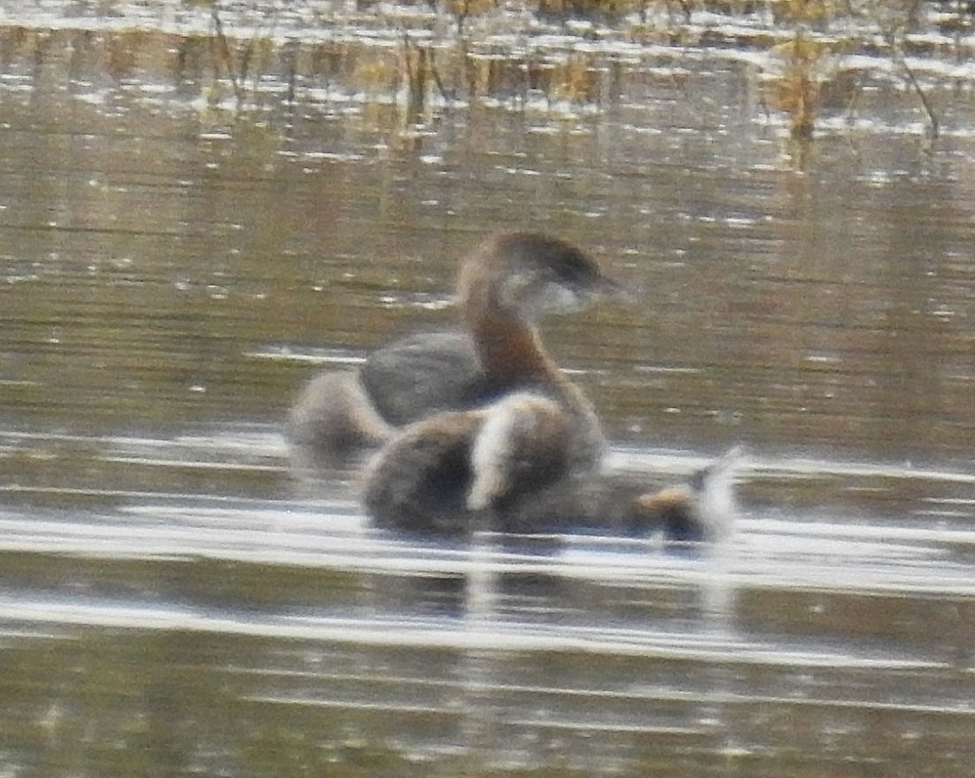 Pied-billed Grebe - ML620306568