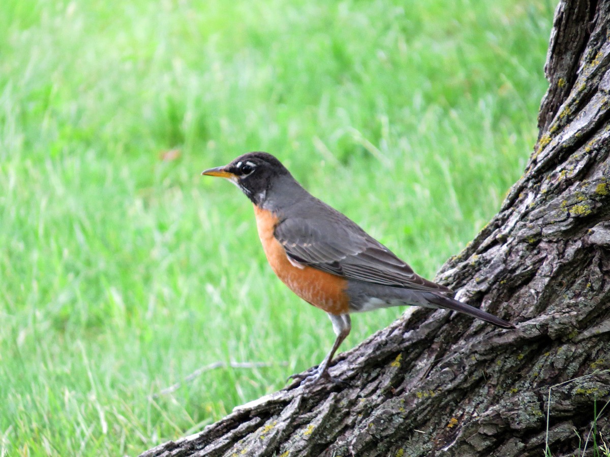 American Robin - ML620306574