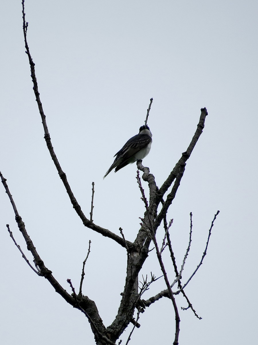 Eastern Kingbird - ML620306579