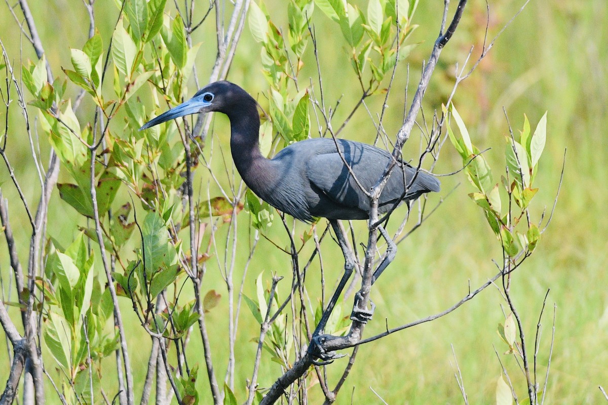 Little Blue Heron - ML620306588