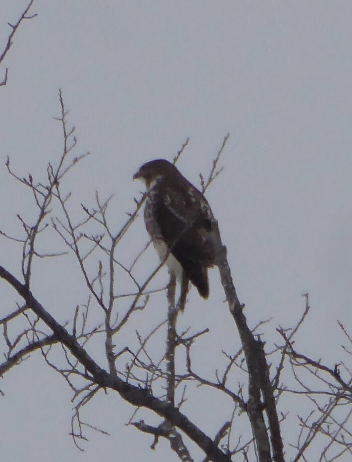 Red-tailed Hawk - ML620306591