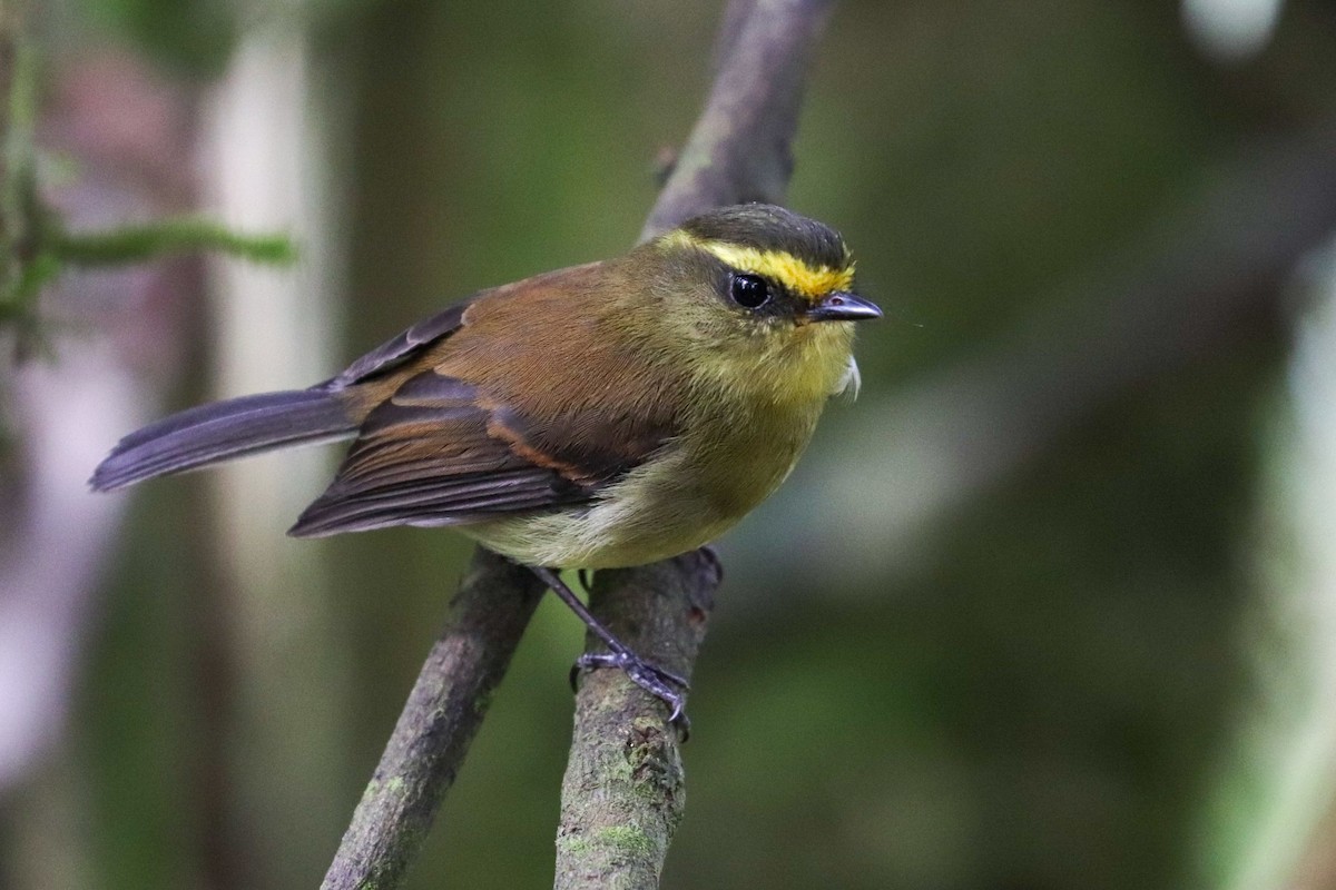 Yellow-bellied Chat-Tyrant - ML620306597