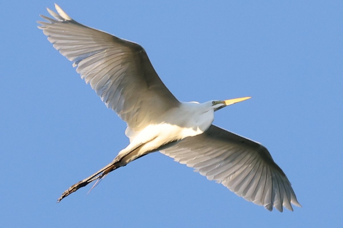 Great Egret - ML620306605