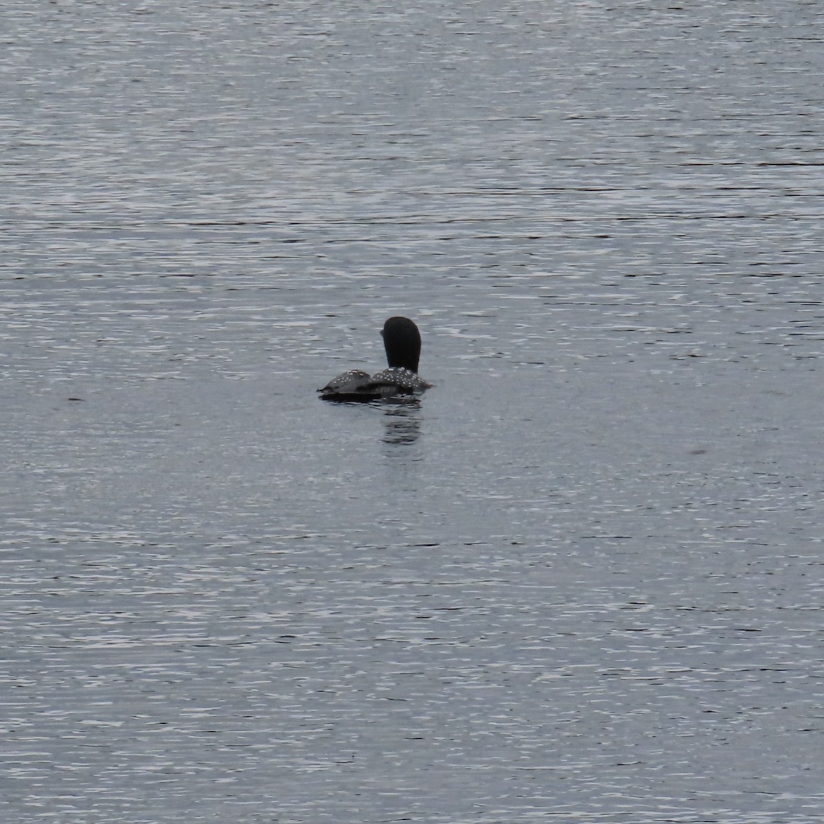 Common Loon - ML620306615