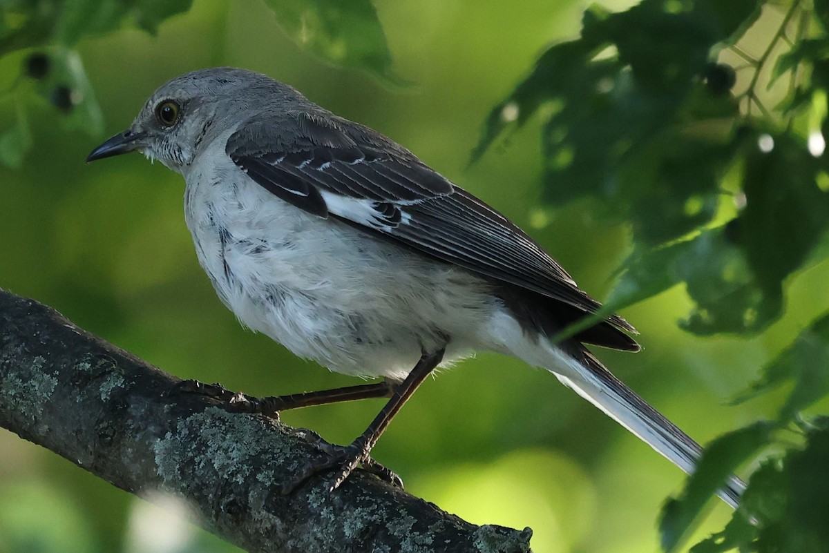 Northern Mockingbird - ML620306616