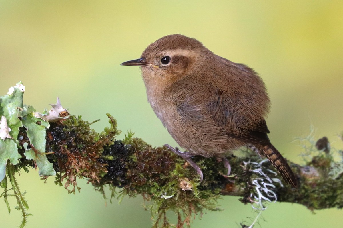 Mountain Wren - ML620306618