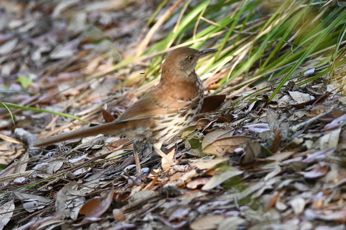 Brown Thrasher - ML620306619