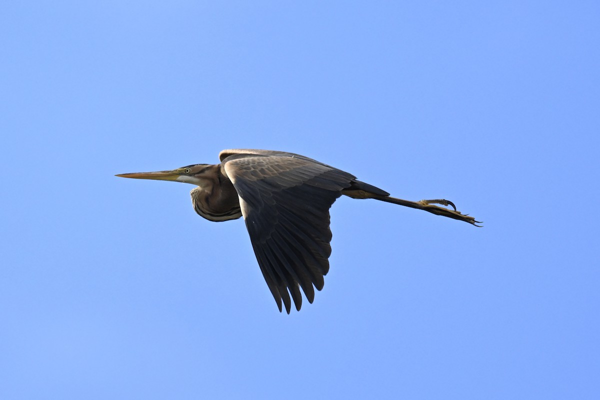 Purple Heron - ML620306622