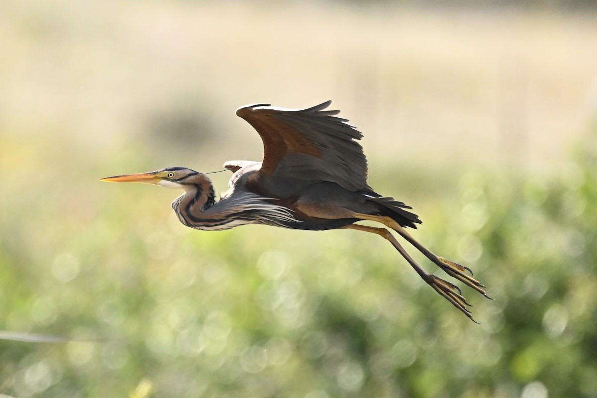 Purple Heron - ML620306623