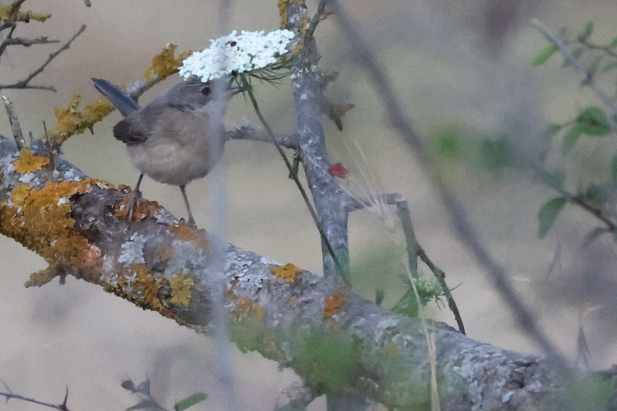 Eastern Subalpine Warbler - ML620306625