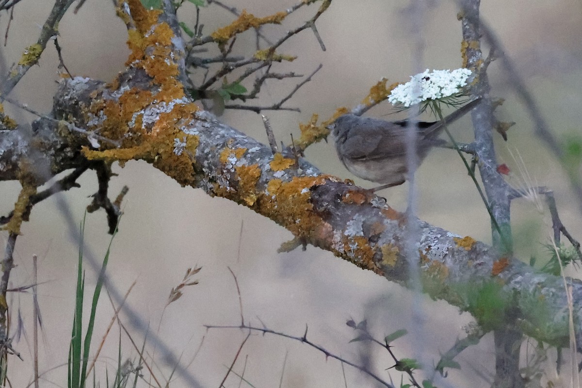 Eastern Subalpine Warbler - ML620306629