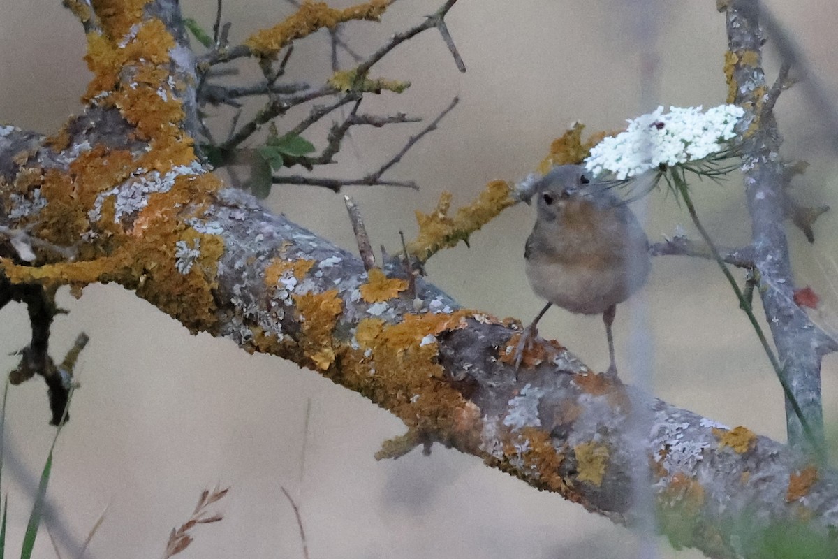 Eastern Subalpine Warbler - ML620306631