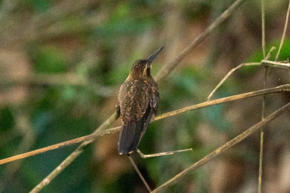 Saw-billed Hermit - ML620306633