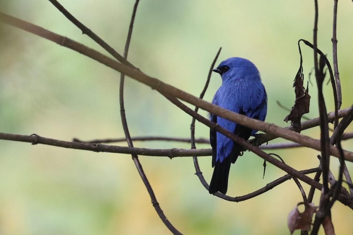 Blue-and-black Tanager (Blue-and-black) - ML620306636