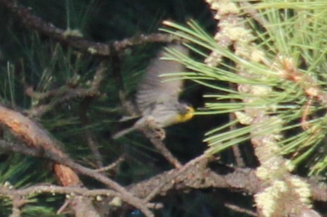 Grace's Warbler - ML620306642