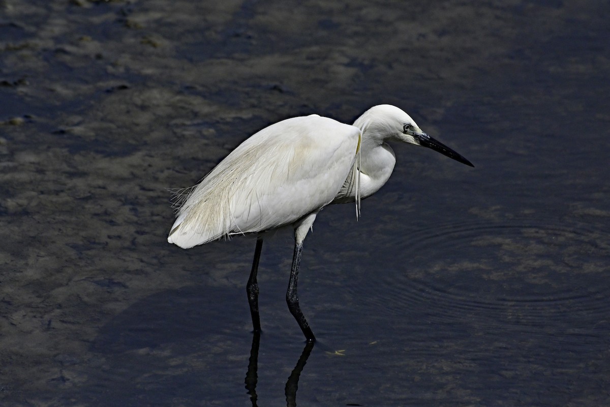 Little Egret - ML620306657