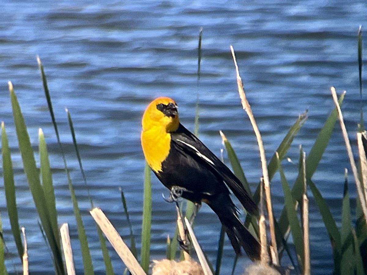 Yellow-headed Blackbird - ML620306658