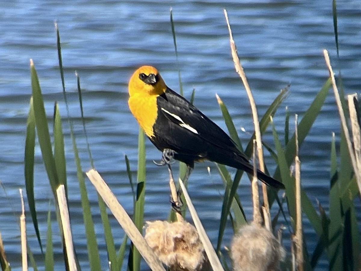 Yellow-headed Blackbird - ML620306659